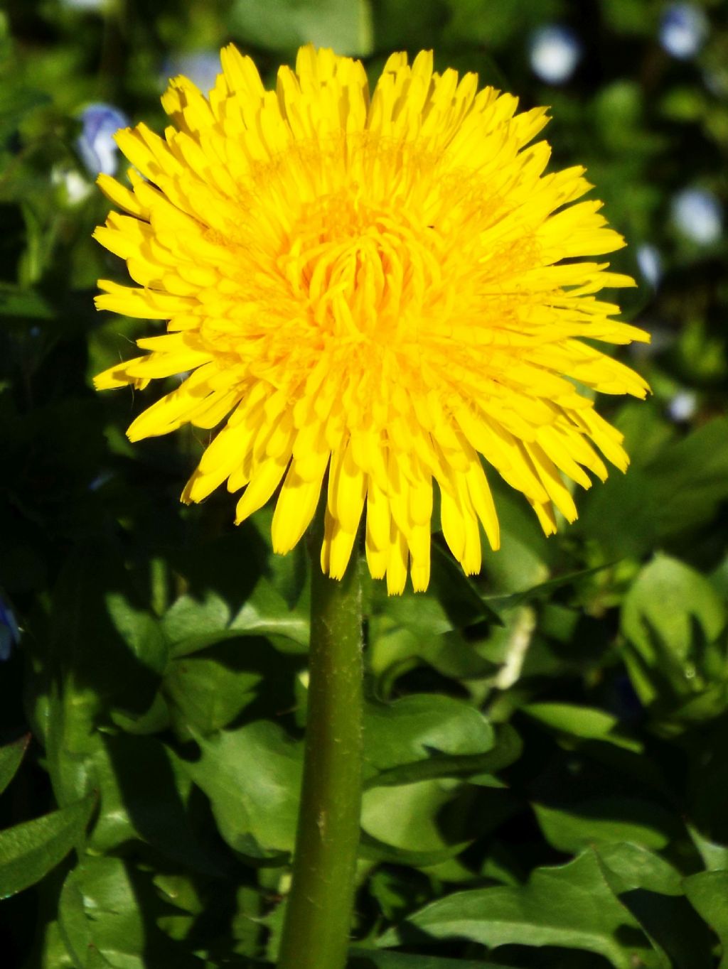 Taraxacum sp. (Asteraceae)